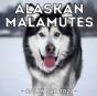 Alaskan Malamutes Calendar 2022 - Preview