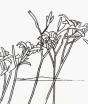 Alex Katz & Robert Creeley: Edges - Preview