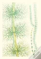 Algues D'Eau Douce