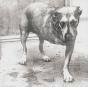 Alice In Chains - CD - Preview