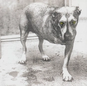 Capa do artigo Alice In Chains - CD