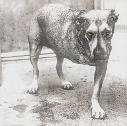 Capa do artigo Alice In Chains - CD