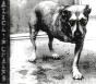 Alice In Chains - CD - Preview