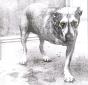 Alice In Chains - CD - Preview