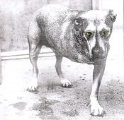 Capa do artigo Alice In Chains - CD