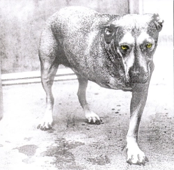 Capa do artigo Alice In Chains - CD
