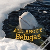 All About Belugas