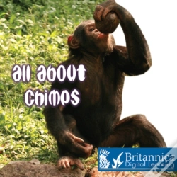 Capa do artigo All About Chimps