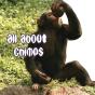 All About Chimps - Preview