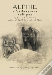 Alphie, A Yellowstone Wolf Pup