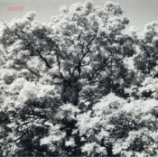 Capa do artigo Always Digging the Same Hole - CD