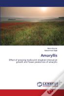 Amaryllis