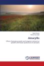 Amaryllis - Preview