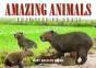 Amazing Animals - Preview