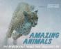 Amazing Animals - Preview