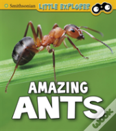 Amazing Ants