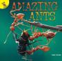 Amazing Ants - Preview