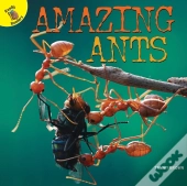 Amazing Ants