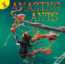 Capa do artigo Amazing Ants