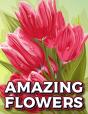 Amazing Flowers - Preview