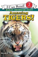 Amazing Tigers!