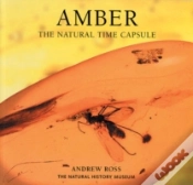 Capa do artigo Amber