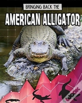 American Alligator