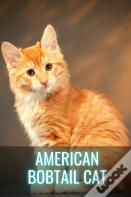 American Bobtail Cat
