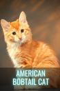 American Bobtail Cat - Preview
