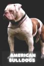American Bulldog - Preview