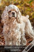 American Cocker Spaniel