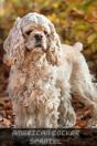 American Cocker Spaniel - Preview