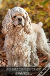 Capa do artigo American Cocker Spaniel