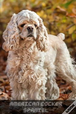 Capa do artigo American Cocker Spaniel