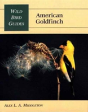American Goldfinch - Preview