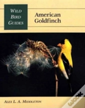 American Goldfinch