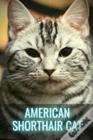 American Shorthair Cat
