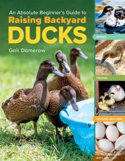 Capa do artigo An Absolute Beginner'S Guide To Raising Backyard Ducks