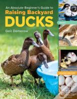 An Absolute Beginner'S Guide To Raising Backyard Ducks