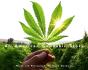 An American Cannabis Story - Preview