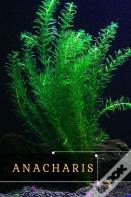 Anacharis