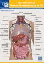 Anatomia Humana - Preview
