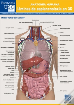 Capa do artigo Anatomia Humana