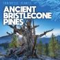 Ancient Bristlecone Pines - Preview