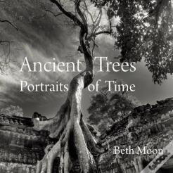 Ancient Trees