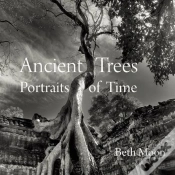 Capa do artigo Ancient Trees