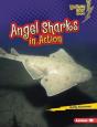 Angel Sharks In Action - Preview
