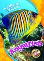 Angelfish - Preview