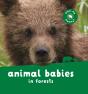 Animal Babies In Forests - Preview