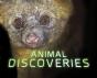 Animal Discoveries - Preview